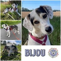 BIJOU * ein wahres Schätzchen und bildhübsch, Hündin zur Adoption