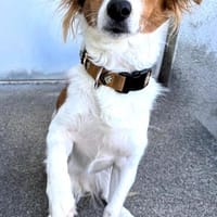 FRANKIE sucht endlich seine Familie, Hund zur Adoption
