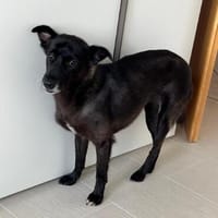 Die liebe blinde Kassiopeia sucht eine ruhige Familie..., Hündin zur Adoption
