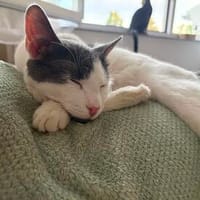Silvan  Traumkater sucht ein Zuhause, Kater zur Adoption