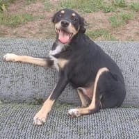 Vico 💛💛💛 ist ein lieber kleiner Hundebub, Hund zur Adoption