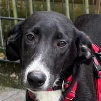 ARNO-bildhübscher, verspielter Jung-Rüde, Hund zur Adoption