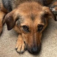 MALAIKA-eine fröhliche Gute-Laune-Hündin, Hündin zur Adoption