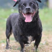 Kleine Susi sucht liebes Zuhause, Hündin zur Adoption