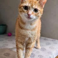 Ginger Rotes Traumkätzchen sucht ihr Traumzuhause, Katze zur Adoption