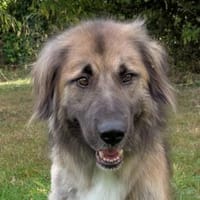 TRUFFLES-wunderschöner Herden-Mix-Rüde, Hund zur Adoption