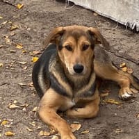 Laika unsere hübsche Hündin, Hündin zur Adoption