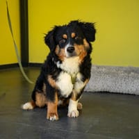Unser Goldschatz Amano sucht seine Menschen, Hund zur Adoption