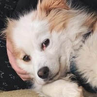 Unser charmanter Wirbelwind Leano sucht seine Menschen, Hund zur Adoption