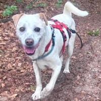 Coco, freundlich, aktiv, verschmust, Hündin zur Adoption