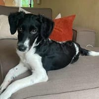 Süße♥Suki♥ wartet in 32130 Enger auf ihre Für-Immer-Menschen, Hündin zur Adoption