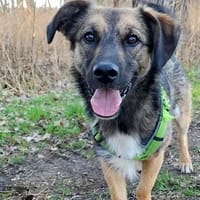 Pino - genießt Streicheleinheiten, Hund zur Adoption