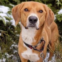 Unser Toffee  ein Hund mit erhöhtem Führungsbedarf, Hund zur Adoption