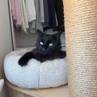 Sanftmütige und verschmußte COCA sucht liebevolles Zuhause, Katze zur Adoption