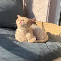 Ilya sucht ein liebevolles Zuhause, Kater zur Adoption