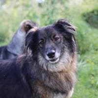 Freundlicher Rüde BAVIN sucht sein Zuhause!, Hund zur Adoption