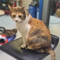 Emma Glückskeks sucht Jackpot, Katze zur Adoption