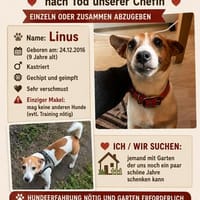 Vermittlungshilfe Linus & Leon, Hund zur Adoption