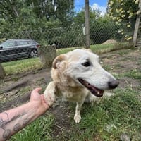 Szilaj, Hund zur Adoption