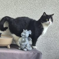 Olena sucht ein ruhiges Zuhause, Katze zur Adoption