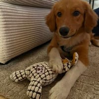 Palino möchte sein Herz verschenken..., Hund zur Adoption