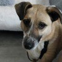 Chanel 50 cm (Pflegestelle), Hündin zur Adoption