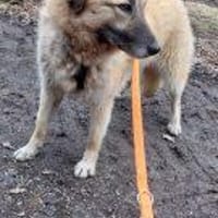 Nevada 56 cm (Pflegestelle), Hündin zur Adoption