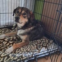 Sammy, Hund zur Adoption