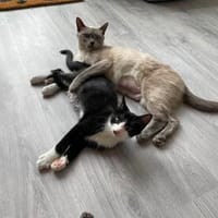 Hermine u. Henry suchen liebevolle Dosenöffner, Kater zur Adoption