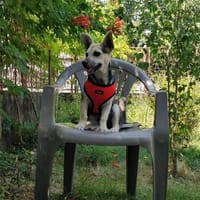 Kleine Elsa sucht ihr Für-immer-Zuhause!, Hündin zur Adoption