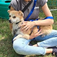 Lotte - verträglich, schüchtern - BEREITS IN DEUTSCHLAND, Hündin zur Adoption