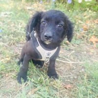 Kaya ein tolles Mädchen, Hündin zur Adoption