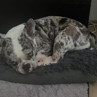 CLOE - sensibel, aber fröhlich und treu, Hündin zur Adoption