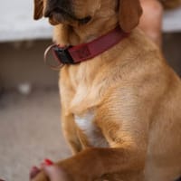 Freundlicher Kerl- Zuco, Hund zur Adoption
