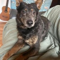 Zamira jetzt Sunny sucht ein neues Zuhause!, Hündin zur Adoption