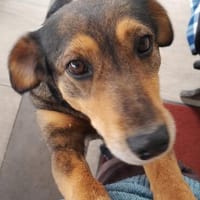 Frieda - aufmerksame fröhliche Mischlingshündin, Hündin zur Adoption