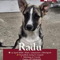 Radu, Hund zur Adoption