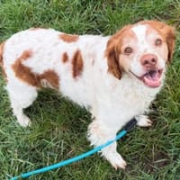 liebevoller PECAS sucht ruhige Familie, Hund zur Adoption