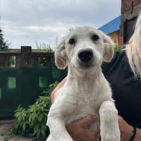 Auf der Suche nach liebevollem Zuhause- Orfea, Hündin zur Adoption