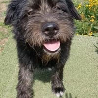 Alba 💜 sucht ihr eigenes Zuhause, Hündin zur Adoption