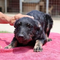 Zarte Seele mit klugem Köpfchen- Abba, Hündin zur Adoption