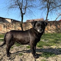 Die kleine schwarze Seele- Mara, Hündin zur Adoption