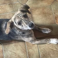 WIM - Kleiner Hund, ganz groß, Hund zur Adoption