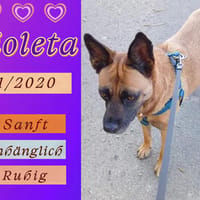 Sanft und Sozial 💜 Violeta - bereits in Deutschland, Hündin zur Adoption
