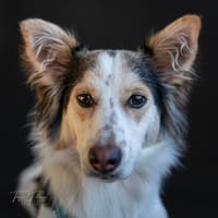 Kokoni-Mix Theo - ein enger Begleiter - VORGEMERKT, Hund zur Adoption