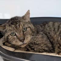 COQUELICOT, chat à adopter