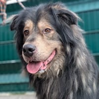 THOR, chien à adopter