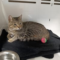 Roosevelt, chat à adopter