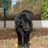 Titan, chien à adopter