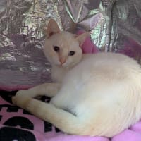 SNOW, chat à adopter